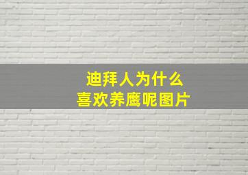 迪拜人为什么喜欢养鹰呢图片