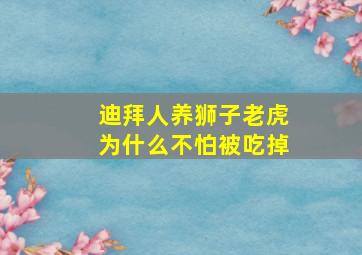 迪拜人养狮子老虎为什么不怕被吃掉