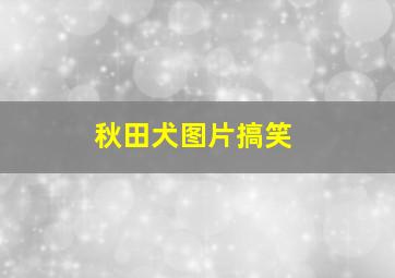 秋田犬图片搞笑